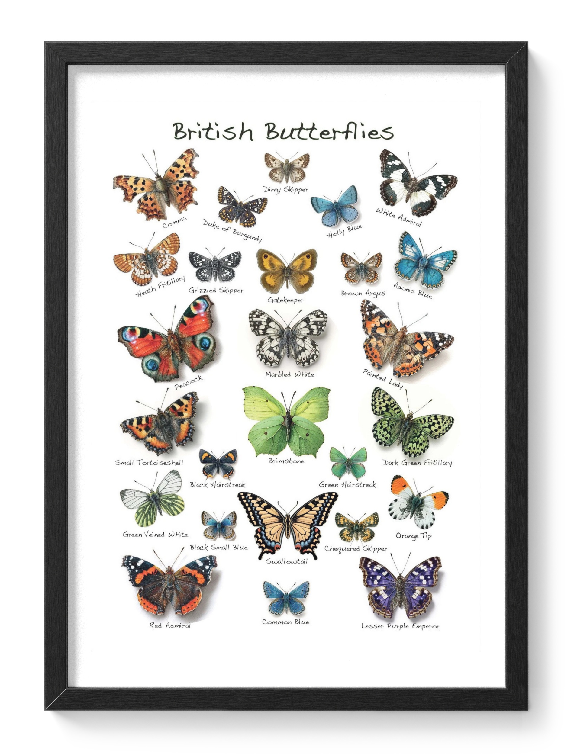 British Butterflies Species Identification Chart Illustration — main view