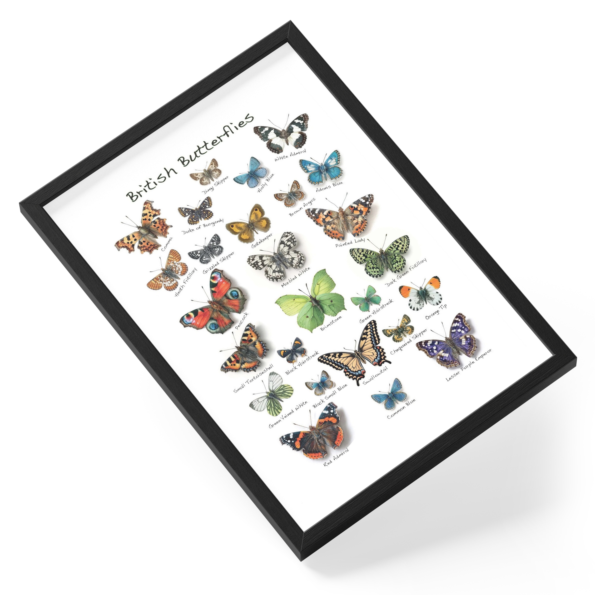 British Butterflies Species Identification Chart Illustration — angled view
